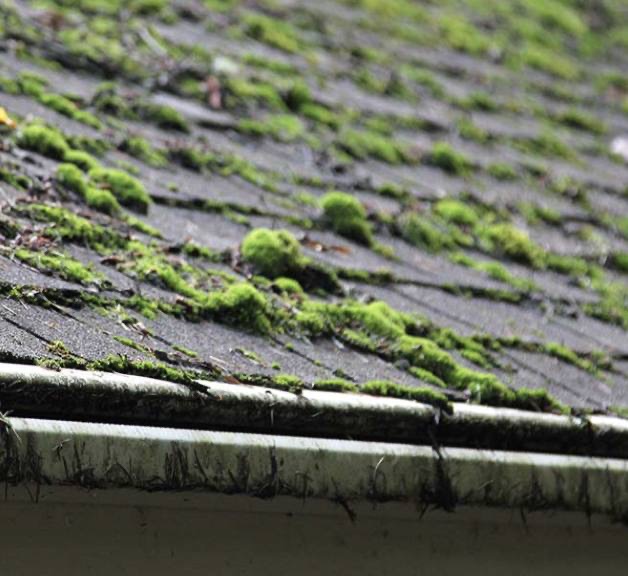 Moss build-up on roof shingles
